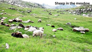 Sheep in the grass