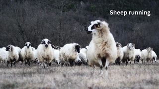 Sheep running in the meadow