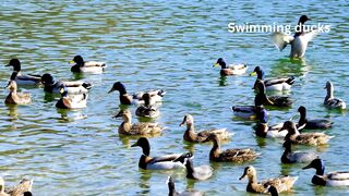 Ducks swimming in the lake