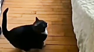 Cute kitten 6