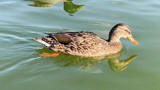 Beautiful swan swimming in the lake