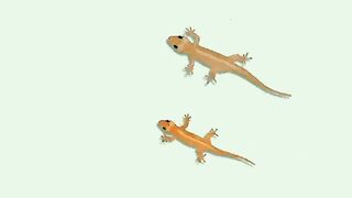 Lizard or cicak