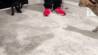 Rare African wildcat Servals meet Cane Corso Puppy