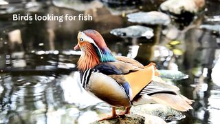 Birds are looking for fish