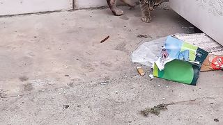 Cat funy