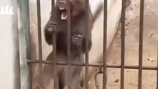 Angry monkey reacts