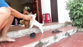 Cute Dogs Moments Compilation Part 7 - Funny Dogs Videos 2023