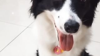 Clever dog 2
