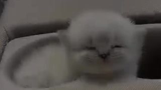 Video lucu kucing imut