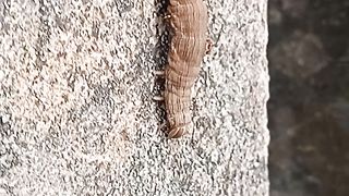 larvae bitten by insects