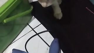cat vs  hair dryers
