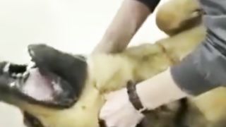 Cette Vétérinaire a Sauvé la Vie de ce Chien ❤️