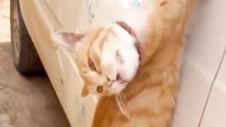 The cat need help