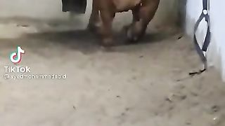 cow tik tok