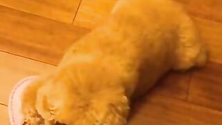 chien drole ???? chien trop mignon ???? vidéo de chien trop marrant ???? #short