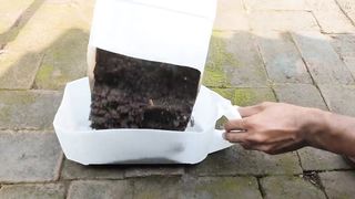 Cara menanam Sawi Hijau dengan menggunakan botol bekas