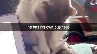 Funniest Dogs Reaction ????????