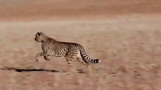 Cheat, the fastest runner...