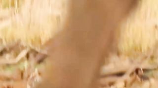 Tiger snatching pig danger situation  Brutally