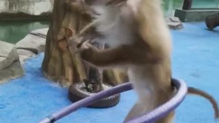 Video Monyet Lucu Viral