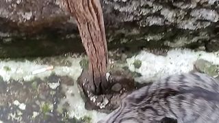 Kucing Belang mengasah kuku nya