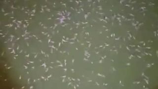 Cara menghitung estimasi KEPADATAN larva dalam kolam