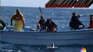 The Shark Week