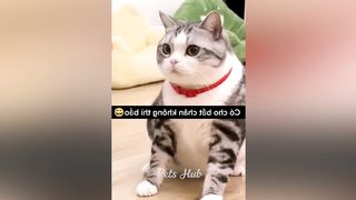 Funny cats and freinds