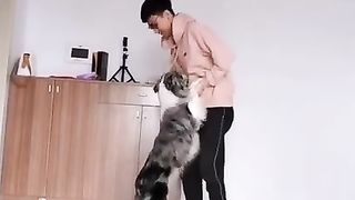 Chien trop marrant????Chien trop mignon????Video de chien trop mignon #short.