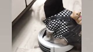 Funny Cats 02