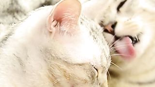 Cat Family
