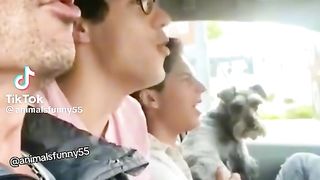 Funny video spot me bhai log in 18