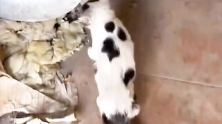 People Save the Cat