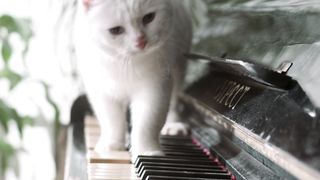 funny cat 67