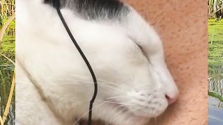 Cute cats with music