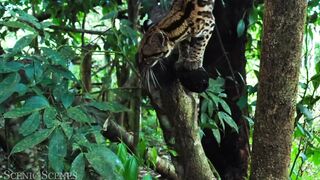 Wald life Amazon videoAmazon