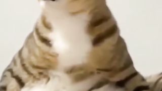 Funny cat 139