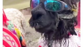 Animals after eid | everywhere fun