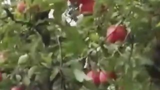 ПРИБИРАНЕ НА ЯБЪЛКИ С ДРОН