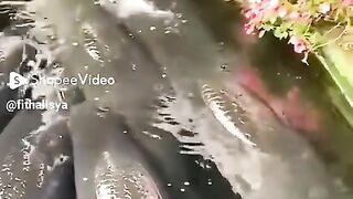 ikan duyung di kolam