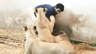 lions-jouant-avec-mon-ami.