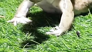 Sanck Hunting