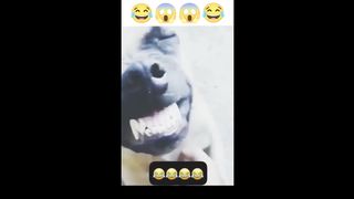 Funny Video 129