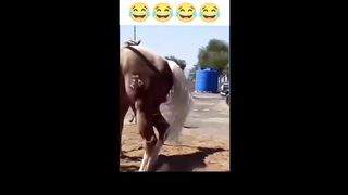 Funny Video 130