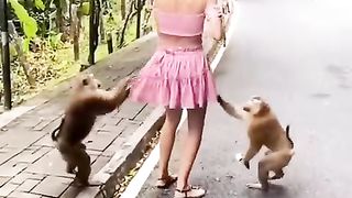 les-singes-veulent-leurs-bananes.