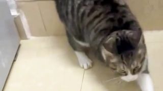 Laugh out loud with this hilarious funny cat video! ????
