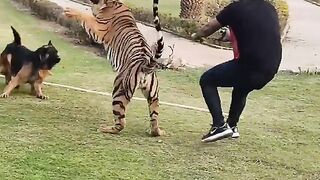 Tiger Attack on Dog