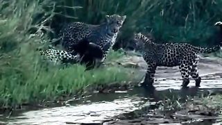 Honey badgers vs 3 leopard