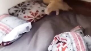 Funny animals 2023???? - Funniest Cats and Dogs Video???????? 6