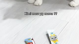 Miaoo
